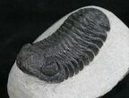 Large Phacops Speculator Trilobite #8029-4